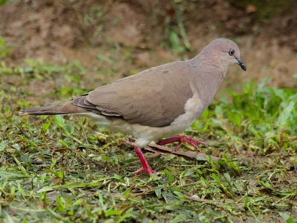 <h3><a href="/trips/costa-rica/biota/animalia/chordata/aves/026 columbiformes/001 columbidae/leptotila verreauxi/leptotila verreauxi-nl.html">Leptotila&nbsp;verreauxi</a> / White‑tipped&nbsp;dove / Verreaux'&nbsp;duif</h3>OM-1 Mark II met M.300mm F4.0 + MC-14, 1/2000 sec  bij F5.6, ISO 6400, afstand 12.0&nbsp;m